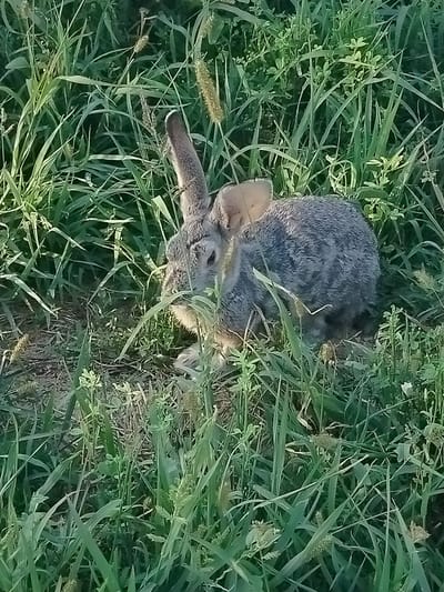 A young rabbit is nestled among tall green grass in a field. The rabbit has grey and brown fur, and its ears are pointed upwards. The grass is lush and appears to be in a natural, undeveloped area. The lighting suggests it is daytime, possibly late afternoon due to the soft shadows. The scene depicts a wild animal in its natural habitat. This image was taken in the vicinity of the city of Көлкент, Kazakhstan.