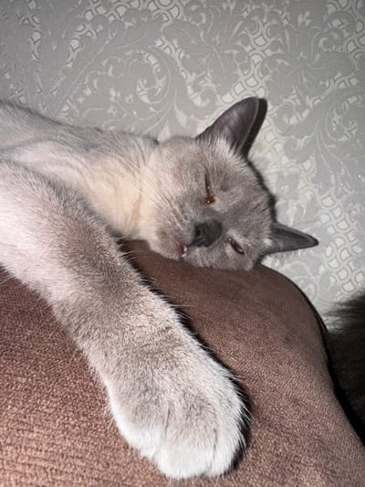 A close-up shot shows a light gray cat resting on a textured brown surface, possibly a couch or cushion. The cat is lying on its side, with its head turned towards the viewer, and one of its front paws is extended across its body. The cat's fur is short and appears soft, with subtle variations in color, hinting at a Siamese or similar breed. Its eyes are partially closed, suggesting it is relaxed or sleepy. One eye appears to have a slight discharge or irritation. The cat's mouth is slightly open, revealing a glimpse of its teeth and tongue.
Behind the cat, a pale gray background features a delicate, raised damask pattern. The lighting in the scene is dim, casting soft shadows and highlighting the textures of the cat's fur and the surrounding surfaces. The overall mood is peaceful and intimate, capturing a quiet moment of repose for the feline. There is no visible text in the image. The context of Slonim, Belarus, does not provide specific environmental cues evident in the photograph.