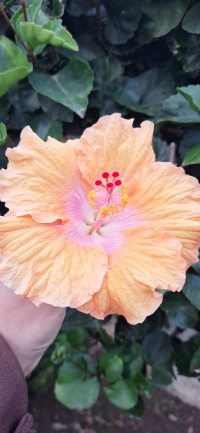 A close-up photograph captures a peach-colored hibiscus flower in full bloom, set against a backdrop of lush, dark green foliage. The flower's petals are ruffled, displaying subtle variations in shade from light peach to deeper orange. The flower's center features a light pink base with yellow and red pollen-covered stamen. Part of the lower right side of the frame is obscured by what appears to be a hand and a brown garment. The image was taken during daylight hours. The location within Santa Cruz De Tenerife, Spain, cannot be determined from the image alone.