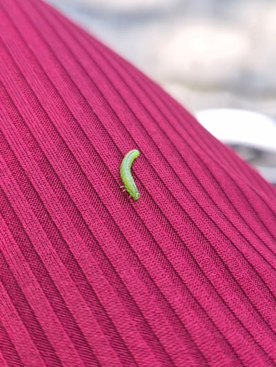 A small, light green caterpillar is positioned on a ribbed, dark pink fabric. The caterpillar is curved, with its head facing towards the left side of the image. The fabric appears to be a type of knit or ribbed material, with the texture creating diagonal lines across the frame. The background is blurred, suggesting a shallow depth of field, and appears to be outdoors with hints of white and light gray, possibly indicating sky or other soft surfaces. No specific location in Uglegorsk, Russia is discernible from the image.