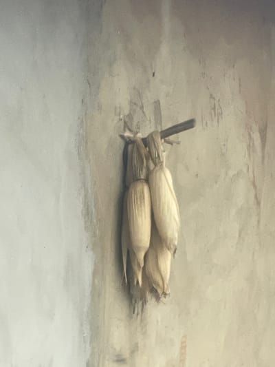 The image shows a bundle of dried corn cobs tied together with twine. The cobs are light yellow and appear to be shucked, with only the kernels visible. They are arranged in a cluster, with a dark wooden stick piercing through the bundle, serving as a handle or support. The background is a textured, neutral-toned surface, possibly a wall or floor, with subtle variations in color and pattern. The lighting is soft and diffused, suggesting an indoor setting or an overcast day. There are no people visible in the image, nor is there any visible text. The overall impression is of a simple, rustic arrangement of harvested corn, possibly intended for storage or display. Given the location context of Aiyegunle, Nigeria, this image likely depicts a common agricultural item from that region.