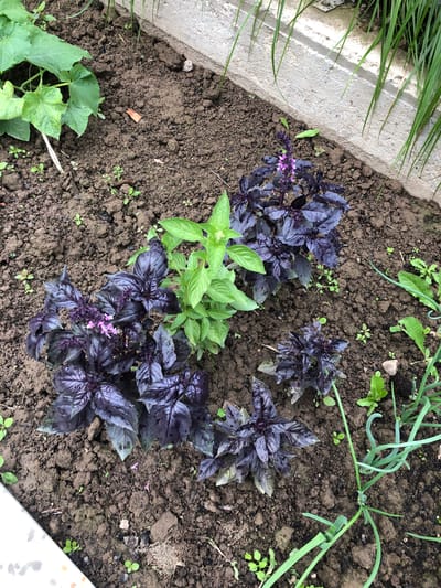 A medium-angle shot captures a garden bed with dark soil and several plants. Dominating the center are clusters of dark purple basil plants with vibrant green basil plants interspersed. The purple basil exhibits deep, rich coloration and a bushy growth habit, while the green basil is lighter and also bushy. Purple flowers are visible on some of the purple basil stalks. In the upper left, large, broad green leaves of what appears to be a cucumber plant are visible. Along the right and bottom edges, thin green stalks of what could be chives or green onions are growing. The background includes a textured concrete border or wall and tall, thin green grass blades. The soil is a dark brown, somewhat clumpy texture, with small green seedlings scattered throughout. A small, reddish-brown leaf fragment lies on the soil surface. The scene is outdoors, likely in a garden or allotment.