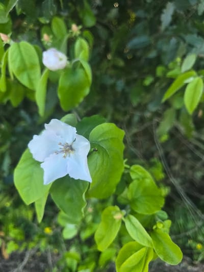 A close-up photograph displays a white, five-petaled flower with a prominent light brown pistil/stamen structure at its center, positioned in the lower-central portion of the frame. This flower is encircled by several vibrant green leaves of varying sizes and shapes. In the upper left quadrant, a smaller, less distinct white flower bud is visible amidst more green foliage. The background consists of blurred green and darker tones, indicative of an outdoor, natural environment such as a garden or densely planted area. No human subjects or discernible actions are present. The scene depicts botanical elements consistent with flora found in Blaye, France.