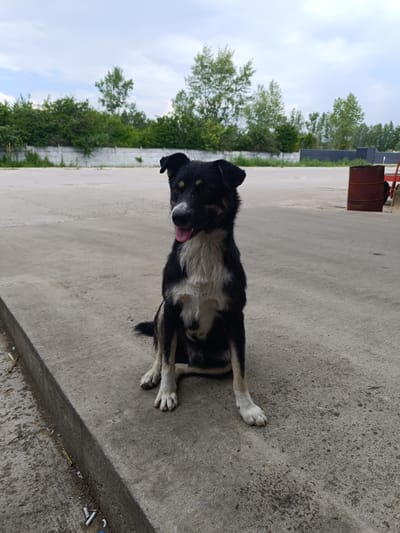 A medium-sized, black and tan dog sits on a concrete surface. The dog has white markings on its chest, paws, and face, and its tongue is slightly sticking out. The background consists of a concrete lot, a low concrete wall, and a line of trees under a cloudy sky. In the far right background, a red barrel and part of a trailer are visible. The scene appears to be an outdoor industrial or service area, potentially in Târgu Jiu, Romania, given the context.