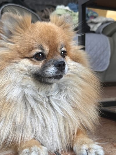 A close-up, rotated, indoor shot features a tan and white Pomeranian dog with brown eyes. The dog is lying on its side, looking directly at the camera. The background includes a grey chair and parts of a black frame. There is no information in the image to indicate the location is Cuautla, Mexico.
