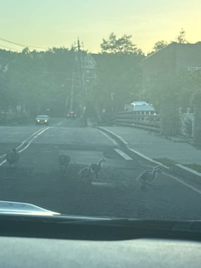 A group of geese are crossing a two-lane road in what appears to be the Village of Mamaroneck, United States of America. Two cars are visible on the road, one approaching the geese and one further down the road. Trees and houses line the sides of the road, and the sky is a pale yellow and blue, suggesting either sunrise or sunset. The scene is viewed from the perspective of someone inside a vehicle, with the car's dashboard visible in the foreground.