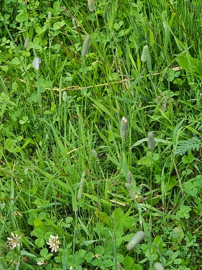 This is a close-up, eye-level, full-frame photograph of a grassy area. The scene is dominated by various types of green vegetation, including clover and different types of grass. Several seed heads of grass are visible, some are elongated and green, while others are shorter and fuzzy. There are also some small white flowers scattered throughout the grass, particularly in the lower left quadrant of the image. The lighting suggests it is daytime, with the sun filtering through the grass, creating some subtle shadows and highlights. The environment appears to be a natural or semi-natural outdoor space, possibly a meadow, park, or roadside verge. No people or animals are visible. The exact location in Mäntsälä, Finland is not specified by the visual information provided in the image.