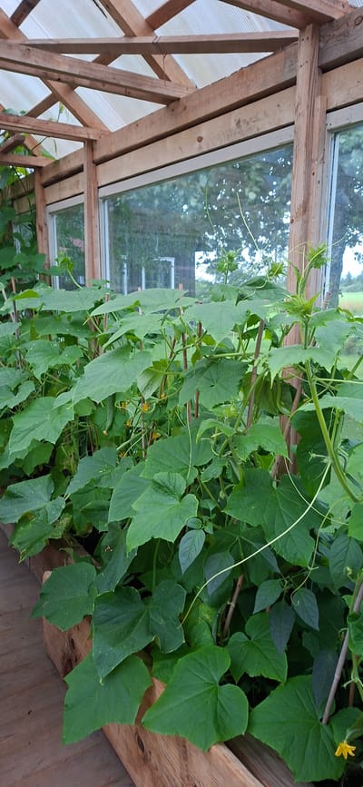 This image shows a greenhouse in Orissaare, Estonia, with a dense growth of cucumber plants. The greenhouse is constructed of wood and translucent roofing material. The cucumber plants are in raised wooden beds and have large, green leaves and climbing tendrils. Several small yellow flowers and developing cucumbers are visible among the foliage. The background shows a reflection of trees and buildings in the greenhouse windows. The scene is well-lit, suggesting it was taken during the daytime. There are no people visible in the image.