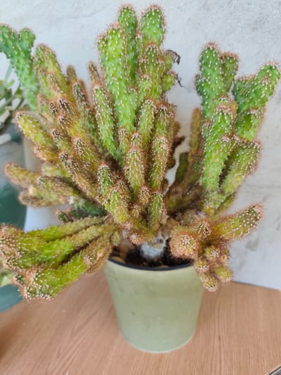 In Florești, Moldova, a potted cactus with many green, finger-like stems covered in small white spines and reddish-brown fuzz sits on a wooden surface. The cactus is in a light green pot. Behind the plant is a textured, light-colored wall.