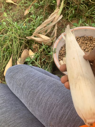 An overhead view captures a person's lower body and hand in what appears to be an agricultural area in Gidan Jatau, Nigeria. The individual wears grey heathered sweatpants and holds a husked, pale yellow ear of corn with a dark-skinned right hand. To the right, a white plastic bucket with an orange rim contains numerous shelled peanuts and some corn cobs/husks. The ground is a mix of reddish-brown soil, green grasses, and leafy plants, with several dried corn husks scattered around.