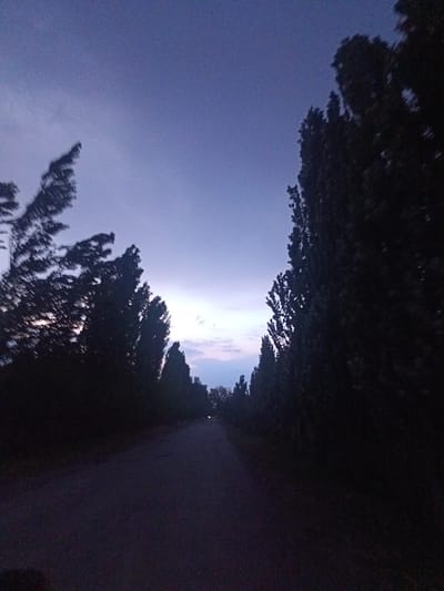 The image captures a dark, atmospheric scene of a tree-lined road at dusk or dawn. The sky is a deep twilight blue, with lighter hues of purple and pink near the horizon, hinting at the last vestiges of sunlight. Tall, slender trees with dark foliage flank both sides of a paved road, creating a tunnel-like effect. The trees on the left are blurred, suggesting movement, possibly from wind or the camera's motion. The road itself is dark and appears to be empty of any vehicles or pedestrians. A faint light, possibly a distant streetlight or a vehicle's headlight, is visible in the distance on the right side of the road. The overall impression is one of quiet solitude and the transition between day and night in a natural or semi-natural setting, potentially on the outskirts of Chimyon, Uzbekistan, given the context.