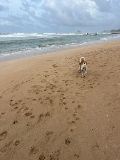 A medium-sized, light-colored dog with a curled tail stands on a sandy beach, facing away from the camera. The dog appears to be a mix of tan and white, with darker markings on its legs. Footprints are visible in the sand around the dog, indicating recent movement. The beach is wide and mostly empty, with the ocean stretching out to the left of the frame. Gentle waves are breaking on the shore, and the water is a muted green color. The sky is overcast with dramatic, grey clouds, suggesting a moody or potentially stormy atmosphere. The overall scene conveys a sense of quiet solitude and natural beauty. The image was taken in Midigama, Sri Lanka. No people are visible, and there is no visible text in the image.