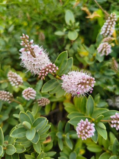 The image shows a close-up view of a flowering Hebe plant, with a focus on its delicate white and pink blooms. The blossoms are clustered in spikes, with individual flowers featuring prominent pink stamens. The plant's leaves are a vibrant green, glossy, and ovate, arranged oppositely along the stems. Some of the flower buds are still closed, showing a more intense pink hue. The background is softly blurred, with more greenery and hints of yellow foliage, suggesting a natural outdoor setting. The lighting appears soft, indicating it could be overcast or the image was taken during the golden hour. There are no people, objects, or text visible in the image. The overall impression is one of natural beauty and the fresh growth of a garden plant. Given the location context of Sandwell, United Kingdom, this scene is likely depicting a garden or park in the area during the blooming season.