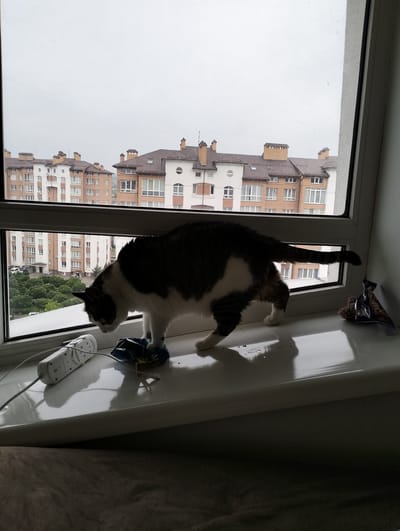 A cat stands on a white windowsill inside an apartment in Krykhivtsi, Ukraine. The cat is primarily dark gray with white patches and has a long tail. The cat is interacting with a blue snack bag on the windowsill. To the left of the snack bag is a white power strip with a gray cable. To the right of the cat is a partially empty snack package. Outside the window, one can see several multi-story apartment buildings with light-colored facades and dark roofs. The sky is overcast, indicating cloudy weather. The lower part of the image reveals a part of a dark, neutral-colored sofa.