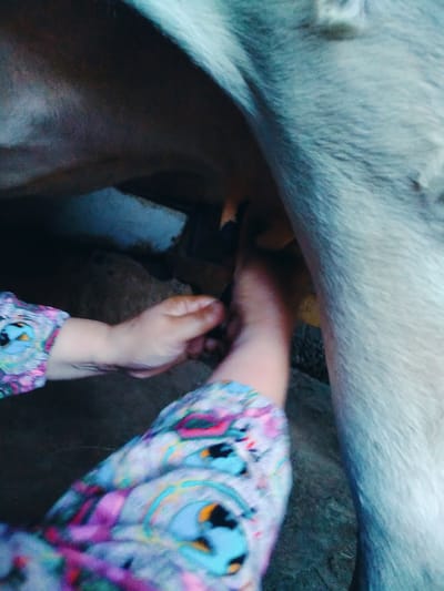 Two hands, one with a patterned sleeve and the other visible with a patterned sleeve, are milking a cow. The cow is light-colored with some dark markings. The environment appears to be outdoors, possibly in a rural or semi-rural setting in the city of Көлкент, Kazakhstan, with dirt or a rough surface visible. The lighting is dim.