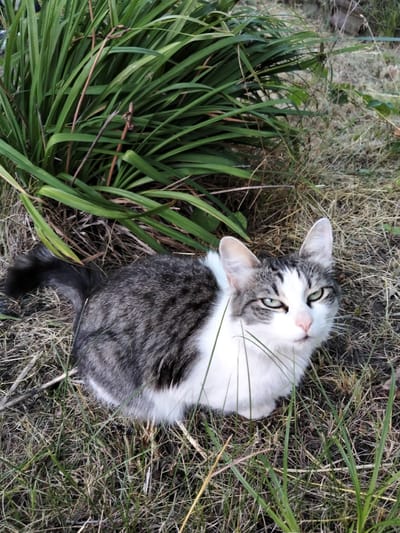 A domestic cat with gray and white fur sits in dry grass and among green plants. The cat is looking directly at the camera with its green eyes. The cat has pointed ears and a dark gray tail. The background is blurred and consists of more dry grass and foliage. The image appears to be taken outdoors during daylight. The specific location in Shchastia, Ukraine, is not discernible from the visual information provided in the image.