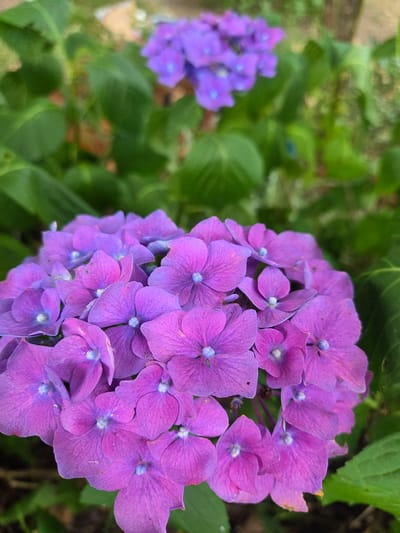 This is a close-up, eye-level, horizontal medium shot of a cluster of vibrant purple hydrangea flowers in full bloom. The flowers are the main subject, with their petals displaying a rich, textured surface and delicate blue centers. The shallow depth of field blurs the background, which consists of lush green foliage and hints of darker brown earth. To the left and slightly further back, another, smaller cluster of similar purple flowers is visible, also out of focus. The lighting appears to be natural, suggesting it's daytime. The image evokes a sense of natural beauty and tranquility. No text is visible. The location context provided is Doneztebe / Santesteban, Spain.
