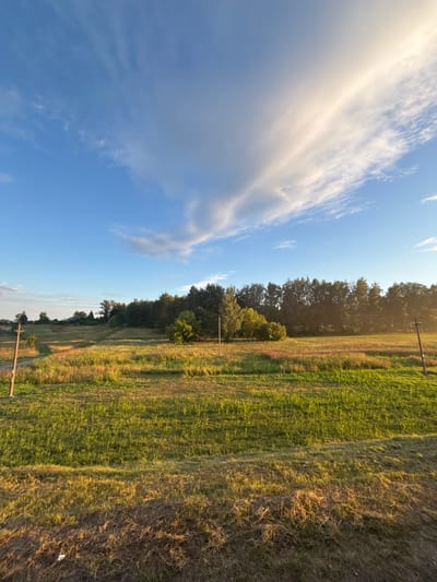 The image depicts a rural landscape under a bright, partly cloudy sky, suggesting it was taken during daylight hours, possibly late afternoon given the warm lighting on the fields. The scene is dominated by a vast expanse of grassland, with varying textures and colors indicating areas of both lush green growth and drier, straw-colored patches. A line of dense trees forms a dark green backdrop across the middle ground, with some scattered bushes and trees closer to the foreground. Two wooden utility poles with wires are visible, one on the left and another on the right side of the frame, suggesting the presence of infrastructure within this rural setting. In the distance, faint structures, possibly buildings or houses, are partially obscured by the trees and landscape. The sky features a large, wispy cloud formation, predominantly white and illuminated by sunlight, stretching across the upper portion of the image. The overall impression is one of natural, open space with hints of human presence. The location is identified as Краснабярэжскі сельскі Савет, Belarus.