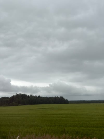 The image depicts a vast, overcast sky with heavy, gray clouds dominating the upper two-thirds of the frame. Below the sky, a dark, dense line of evergreen trees stretches across the horizon. In the foreground, a wide, green field of crops is visible, with distinct horizontal rows suggesting cultivation. The field appears lush and vibrant, contrasting with the muted tones of the sky and the dark treeline. The overall scene is a landscape shot, likely taken outdoors in a rural or semi-rural setting. There are no people, animals, or man-made structures other than the implied agricultural activity in the field and the treeline. The location is specified as Sidorovy Gory, Russia.