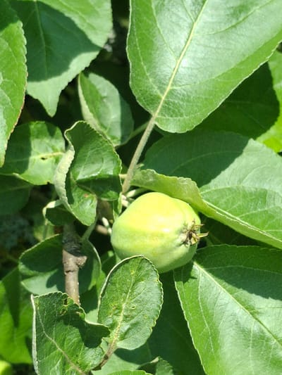 A close-up, eye-level shot captures a small, unripe green apple amidst lush foliage on a sunny day. The apple, which is the central subject, is positioned to the right of the frame, slightly off-center. It appears smooth and firm, with a faint blush of yellow on its upper curve, indicating it is early in its development. The apple is attached to a thin stem and exhibits a small, dark calyx at its base.
Surrounding the apple are numerous vibrant green leaves, characteristic of an apple tree. These leaves vary in size and shape, with some partially obscuring the fruit. The texture of the leaves is detailed, showing prominent veins and slightly serrated edges. Sunlight filters through the canopy, casting dappled shadows and highlighting the glossy surfaces of some leaves. The background is a soft blur of darker greens, suggesting other leaves and branches deeper within the tree. The overall impression is one of natural growth and the early stages of fruit development in an outdoor setting. The location of Lēdmane, Latvia, is not visually discernible from the image itself.