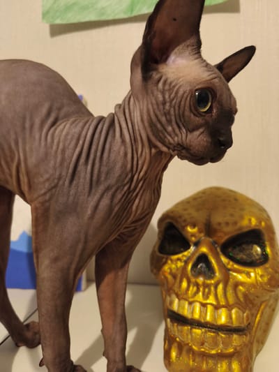 A brown Sphynx cat stands to the left of a golden, glitter-covered skull ornament. The cat is in profile, facing right, with its large eyes open and ears pointed up. Its skin is wrinkled, a characteristic of the breed. The skull is in the foreground, with its empty eye sockets and grinning teeth visible. The background is a light-colored wall, with a green object at the top left. There is no indication of a specific location in Речицы, Russia, or any actions or interactions between the subjects.