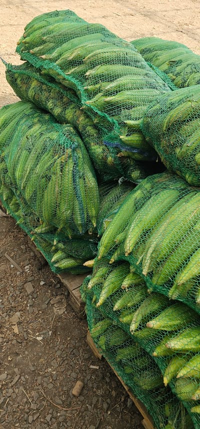 This media file captures a close-up, overhead view of several large, green mesh bags filled with fresh, green vegetables. The bags are stacked and piled on top of each other, creating a textured, organic arrangement. The vegetables appear to be long and somewhat ridged, possibly okra or a similar vegetable, with their tips and stems visible through the netting. The green netting is hexagonal in pattern and allows the vibrant green of the produce to show through.
The setting appears to be outdoors, with the ground beneath the bags composed of dirt, small stones, and some dried vegetation, suggesting a rustic or agricultural environment. To the right, a portion of a wooden pallet is visible, indicating that the bags are likely being stored or transported. The lighting suggests it is daytime, with no harsh shadows to indicate a specific time of day, and the weather appears to be fair.
There are no people visible in the frame. The focus is solely on the abundant produce contained within the mesh bags, highlighting their freshness and quantity. The overall impression is one of agricultural harvest and preparation for distribution. No text is visible in the image. The location context provided is "Овощной, Russia," which translates to "Vegetable (market/garden/depot)" in Russia, further reinforcing the agricultural nature of the scene.