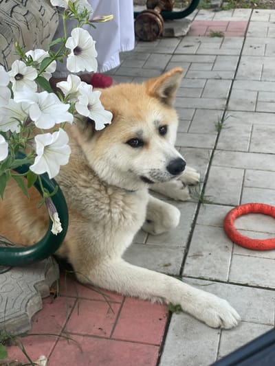 A light-colored dog with brown markings lies on its back on a tiled patio. The dog's paws are raised, and it looks up at the camera. White petunias with dark centers are in the foreground, partially obscuring the dog. In the upper right corner of the image, a red ring toy is visible on the patio tiles. The setting appears to be outdoors, likely a backyard or garden, given the presence of plants and the patio. The lighting suggests it could be daytime. The dog appears relaxed and perhaps playful, as indicated by its position and gaze. There is no visible text in the image.