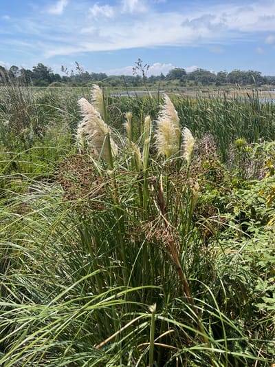 Pampas grass plumes wave amongst reeds and other greenery under a blue sky with scattered clouds. The grass dominates the foreground, concealing much of the distant view, except for a glimpse of a waterway and treeline. Light illuminates the scene, casting shadows within the dense foliage. The landscape presents a wild, natural setting.