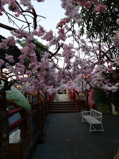 This image depicts an outdoor scene in Kebonsari, Indonesia, characterized by the presence of numerous artificial cherry blossom trees. The branches of these trees, laden with pink and white blossoms, extend across the frame, partially obscuring the sky. In the foreground, a dark blue-grey paved area is visible, with a white metal bench positioned to the right.
To the left of the bench and paved area, a red and brown decorative fence runs along the edge of a pathway. This fence features a large, green, curved structure that resembles a stylized wave or fin. Beyond the fence, some red brickwork and a blue mesh fence are partially visible.
The pathway leads towards a set of wide, stone stairs that ascend to an elevated area. These stairs are flanked by red structures adorned with Japanese characters. Further back, more artificial trees and some green foliage are visible, along with glimpses of buildings. The overall impression is a landscaped area designed to evoke a serene, naturalistic atmosphere with elements of Asian cultural influence. The lighting suggests it may be late afternoon or early evening.