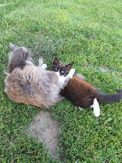 Two cats are lying on a grassy lawn. One cat is predominantly gray and fluffy, with its back to the camera. The other cat is black and white with yellow eyes, looking directly at the camera. They are positioned close together, with the black and white cat appearing to be interacting with the gray cat. The scene is outdoors, with bright green grass covering the ground. A small patch of dirt is visible in the lower left of the image. The lighting suggests it is daytime, possibly late afternoon due to the warm tones. There is no visible text in the image. The setting appears to be a residential yard. The cats' expressions are playful and curious.