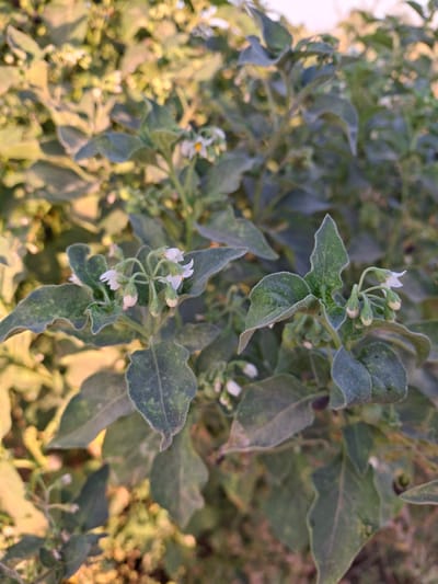 This is a close-up, vertical, eye-level shot of a plant with small white flowers and green leaves. The plant appears to be in an outdoor environment, likely a garden or natural setting. The background is blurred with soft lighting, suggesting it might be late afternoon or early morning. The focus is on the delicate structure of the flowers and the textured leaves, some of which show signs of age or slight damage. The setting within Utmayli, Uzbekistan, cannot be determined from the visual information alone.