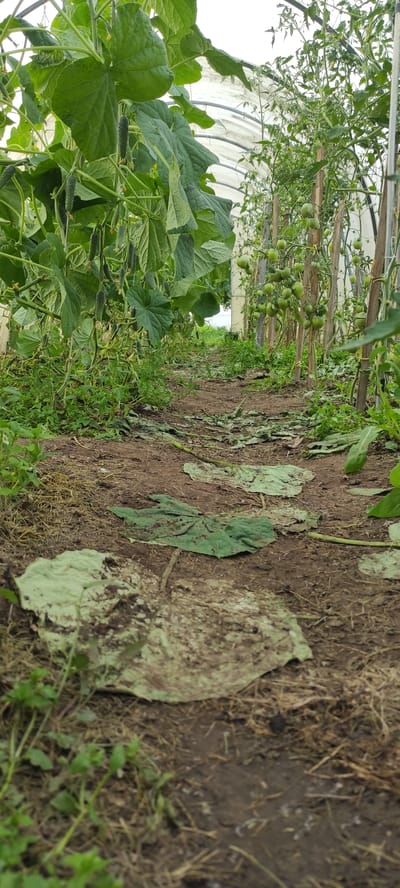 The image shows an interior view of a greenhouse with rows of plants. On the left, cucumber plants with developing cucumbers are visible. On the right, tomato plants are growing, supported by wooden stakes, and also have developing green tomatoes. A pathway made of dirt and covered with fallen leaves runs down the center of the greenhouse. The greenhouse appears to be constructed with a translucent white material for the roof and sides. The overall environment is one of a functioning agricultural setting within a greenhouse.