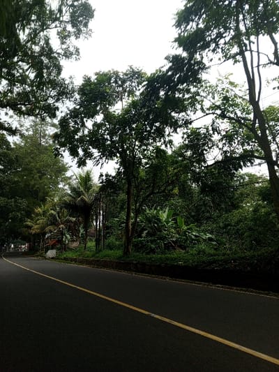 The image displays a paved asphalt road curving towards the left, marked by a solid yellow centerline. The road appears dry and free of visible vehicles or individuals. To the right of the road, a dark-colored curb or low retaining wall separates the pavement from a dense, lush expanse of green vegetation. This vegetation includes numerous trees with dark trunks and abundant foliage, along with broad-leaved plants and undergrowth, suggesting a tropical or subtropical environment. Further into the right background, the greenery becomes thicker and denser. On the left side of the road, beyond the curve, more extensive green tree cover is present, including several palm trees and what appear to be utility poles. Faint outlines of small, distant structures are partially visible amidst the trees on the left. The sky overhead is overcast, providing diffused illumination to the scene. The scene is located in the city of Qorday, Kazakhstan.