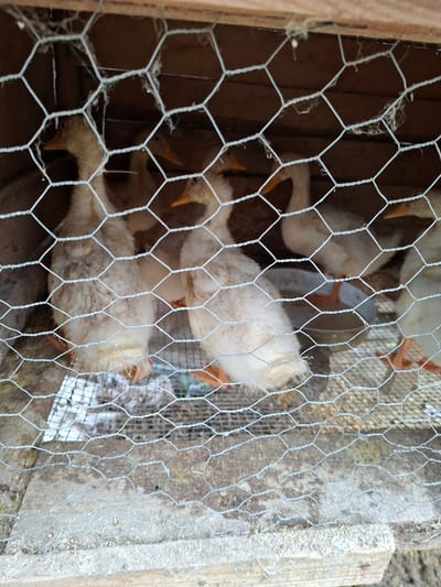 The image shows several ducklings confined within a wooden enclosure covered with chicken wire. The ducklings are light-colored, with orange beaks and feet visible. The enclosure appears to be outdoors, based on the natural lighting. The background details are obscured, but the presence of wooden structures indicates a rural setting. There is no evidence of human activity in the image. The location is Moshtanets, Bulgaria.
