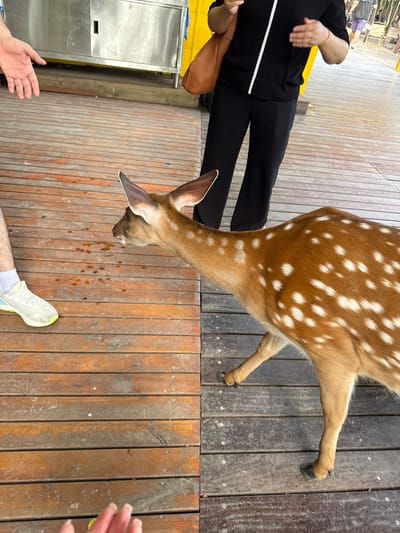 In Lin'an District, China, a young deer with white spots on its brown fur is standing on a wooden deck, looking towards a person's outstretched hand. The deer is positioned on the right side of the image. On the left side of the image, a person's arm and leg are visible, wearing a white sneaker. The wooden deck appears to be outdoors, with some orange-ish stains or spills on the wood. In the background, a stainless steel cabinet and a yellow structure are present, suggesting an area where food might be served or animals are managed. Another person, wearing a black top and black pants, is visible in the middle background, carrying a brown bag. The overall scene depicts a casual outdoor interaction between a person and a deer.