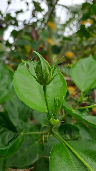 A close-up shot captures a vibrant green hibiscus bud poised to bloom amidst lush foliage. The bud, an elongated teardrop shape, is tightly furled, its pointed tip reaching upwards. Delicate sepals encase the developing petals, hinting at the floral splendor within. Surrounding the bud are large, glossy green leaves, their veins subtly etched across their surfaces. The background is a soft blur of green and muted yellows, suggesting an outdoor environment with dappled sunlight. This image was captured in the Lhokawe Teungoh area of Indonesia, a region known for its verdant natural beauty.