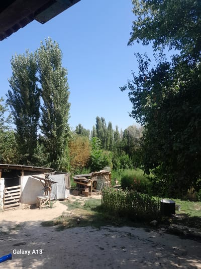 The image depicts a rural backyard scene in Töş, Kyrgyzstan, on a clear, sunny day. In the foreground, a sandy path leads towards a cluster of farm structures. To the left, a white building with a wooden gate is visible, partially covered by a tarpaulin. Adjacent to it is a small wooden stand with a bucket hanging from it. To the right of this structure, a smaller, dilapidated wooden enclosure with a wire mesh front stands.
Further back, a dense line of trees forms the backdrop, with tall, slender trees dominating the left side and a variety of greenery filling the rest of the background. Some of the trees on the left are notably tall and appear to be poplars. A patch of dry, brown vegetation is visible amongst the green foliage in the mid-ground.
In the right mid-ground, a large metal cauldron or barrel sits on the grass. Several chickens are scattered across the yard, with one prominently walking on the path in the middle ground. Another chicken is near the cauldron. The ground is a mixture of sand and sparse grass, with shadows cast by the trees indicating a bright sun. The overall impression is that of a functional, slightly unkempt farmyard. The "Galaxy A13" watermark is present in the bottom left corner of the image.
