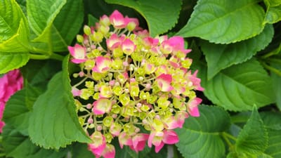 A close-up, overhead shot captures a cluster of pink and green hydrangeas surrounded by large, dark green leaves. The hydrangeas are in various stages of bloom, with some petals fully unfurled and others still forming buds. The petals transition from a vibrant pink at the edges to a soft yellow-green at the center. The leaves are broad and serrated, creating a lush, leafy backdrop that partially obscures the flowers. The overall impression is one of natural beauty and a vibrant garden setting. This image was taken in the city of Les Cèdres, Canada.