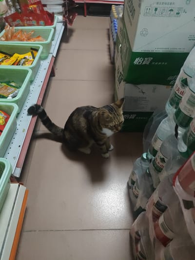 A tabby cat with striped fur and white paws sits on a tiled floor in what appears to be a small shop or convenience store. The cat is facing to the right, with its tail curved behind it. In the background, there are shelves filled with various products. Some shelves contain green plastic baskets holding packaged goods, possibly snacks or food items. To the right of the cat, a stack of bottled water is visible. The bottles have green labels with Chinese characters and some English text that reads "DRINKING WATER." The lighting suggests it is daytime, possibly indoors with artificial light. The overall scene is that of a retail environment with a feline visitor.
The visible text includes Chinese characters and some English words. On the boxes of bottled water, "怡寶" (Yibaobao) is prominently displayed, which is a brand of bottled water. There is also text that appears to be related to storage and handling instructions, such as "请注意储运提示" (Please pay attention to storage and transportation tips). Some bottles also show "农夫山泉" (Nongfu Spring), another brand of Chinese bottled water. The general context is that of a store selling beverages and packaged goods.