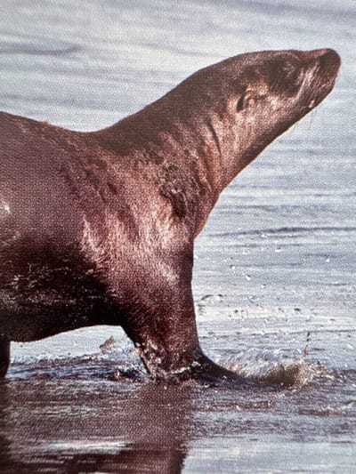 The media file shows a close-up, angled view of a dark-colored animal, likely a seal or sea lion, emerging from water. The animal's head and neck are visible, with its snout pointing upwards and to the left. The fur appears wet and slick, with highlights suggesting it has just surfaced. The background is a textured, light blue surface, possibly depicting water with ripples or a patterned fabric. There are some white, irregular specks on the blue background that could represent spray or foam. The lighting seems to be bright, casting a shadow on the animal's head. The image is slightly blurry, indicating it might be a photograph taken at a distance or with a fast-moving subject. There is no visible text. The location context is Gandia, Spain, suggesting the animal is in a marine environment associated with this coastal city. The activity appears to be the animal's movement through or out of the water.