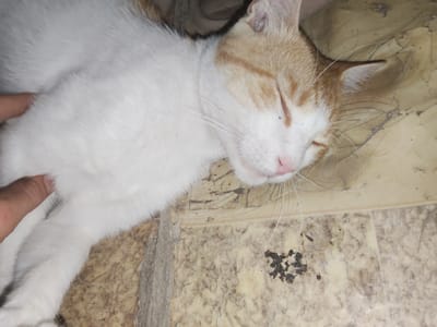 A ginger and white cat is sleeping on a textured, light-colored floor. The cat is lying on its side with its eyes closed and its head resting on the floor. A human hand is visible on the left side of the image, gently touching the cat's fur. There is a small pile of dark debris on the floor near the cat's head. The environment appears to be indoors.