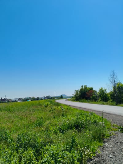 The image depicts a rural landscape under a clear blue sky. In the foreground, a field of green grass and wildflowers lines the side of a paved road that curves to the right. The road has a light gray surface with a white line marking its edge. Beyond the field, a small cluster of houses with red and white roofs is visible, suggesting a village or settlement. In the middle ground, several trees, some with lush green foliage and others appearing barren, are scattered along the roadside. A single, thin bare tree stands prominently on the right side of the frame. In the background, a gently sloping hill can be seen, and a power line extends across the horizon. The overall impression is one of a quiet, sunny day in a rural area, likely in Vostok, Russia, given the context. No people or animals are visible in the scene.