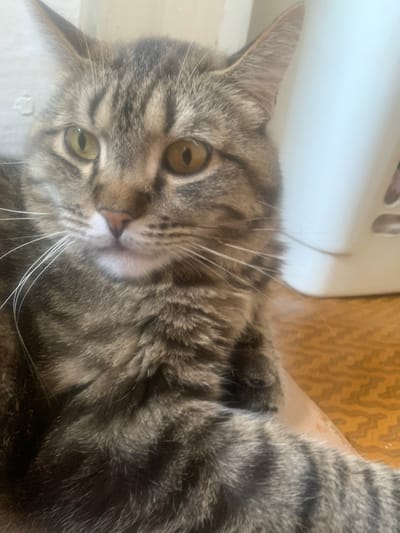 A close-up, eye-level shot shows a tabby cat with yellow-green eyes looking towards the camera. The cat has gray and brown stripes on its fur, with a white patch on its chin and nose. Its long white whiskers are visible. The cat is positioned in the foreground, with a blurred background that includes a light-colored wall and a textured orange surface. The image appears to be taken indoors.