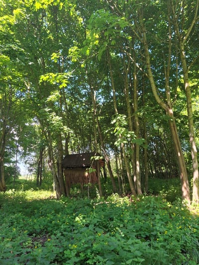The image shows a rustic, weathered structure nestled among tall trees in a forest setting. The structure, possibly a shed or small outbuilding, has a dark, corrugated metal roof and walls made of what appears to be straw or reeds. It is partially obscured by the dense foliage of the surrounding trees, which are lush with green leaves, indicating a warm season. Sunlight filters through the canopy, dappling the forest floor with light and shadow. The ground is covered in a thick carpet of green plants, including low-lying vegetation and small yellow wildflowers. The overall impression is one of a secluded, natural environment, likely in a rural area. Given the prompt's context, this scene is located in Дубровенскі сельскі Савет, Belarus.