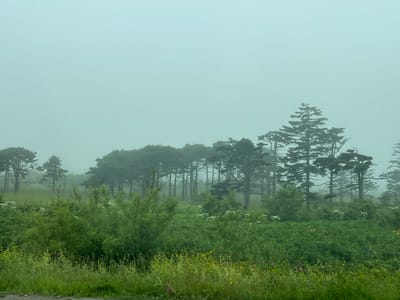 A dense fog blankets a landscape of rolling green hills dotted with pine trees. The trees are silhouetted against the pale, overcast sky, their branches appearing dark and shadowy. In the foreground, lush green grass and small wildflowers create a vibrant contrast to the muted tones of the background. The scene evokes a sense of tranquility and natural beauty, characteristic of the coastal region near Sovetskoye, Russia, where such foggy conditions are common.