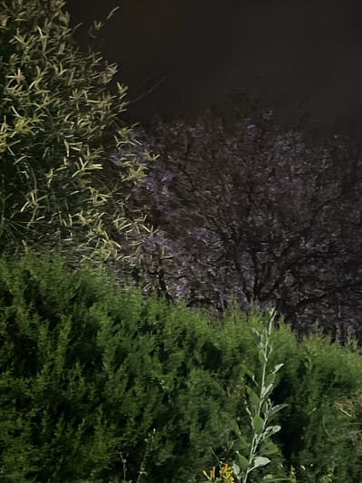 This image captures an outdoor nocturnal scene in Picassent, Spain, under artificial illumination. The foreground, occupying the lower half of the frame, is dominated by a dense, dark green coniferous hedge with a textured, scale-like foliage, characteristic of evergreen shrubs. In the lower right, a slender plant with pale green, ovate leaves grows vertically, contrasting with the darker hedge behind it. Subtle yellow foliage is visible near the base of this plant. The upper left quadrant features a bush or tree branch with elongated, pale green leaves. Directly behind this, and extending across the mid-ground, is a large, dense tree mass, appearing dark brown to black, exhibiting a rough texture consistent with a canopy of branches and twigs, with subtle violet hues visible within its dark mass. The upper background is a uniformly dark, featureless night sky, indicating an absence of visible celestial bodies. The artificial lighting source, not visible in the frame, highlights the lighter-colored foliage while casting significant areas into deep shadow. No human or animal subjects are present. No discernible man-made structures are visible beyond the implied cultivation of the hedge.