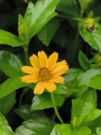 A single, bright yellow flower with ray florets and a darker center is in full bloom against a background of lush green leaves. The leaves are wet, suggesting recent rainfall. The flower is positioned in the lower center of the frame, with its petals unfurling outwards. The green foliage fills the rest of the image, creating a natural, verdant setting. The overall impression is one of freshness and natural beauty. The image does not provide any information about the city of Aluepapeun, Indonesia, nor does it depict any people, actions, or interactions.
