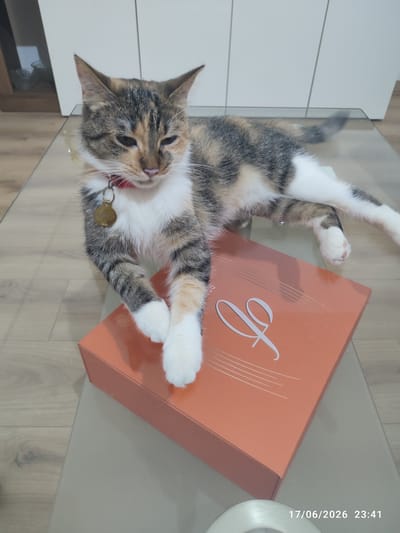 A tortoiseshell and white cat is resting on an orange box on a glass table. The cat is lying on its side, with its head turned to the left and its eyes partially closed. Its front paws are crossed over the box. The cat is wearing a red collar with a gold tag. The box is plain orange with a white stylized logo on it. The table is clear glass and reflects the floor and furniture. The floor is light wood laminate. In the background, there are white cabinets. The image has a timestamp in the lower right corner that reads "17/06/2026 23:41". The location is not identifiable in the image.