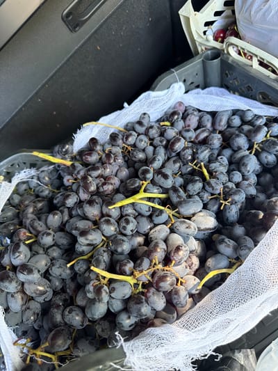 A high-angle, close-up shot shows a large quantity of dark, plump grapes overflowing from a dark gray crate. The grapes are mostly deep purple with some exhibiting a lighter, almost blueish hue. They are clustered on stems, some of which are a bright yellow-green, indicating freshness. A sheer white fabric, possibly gauze or netting, is draped over a portion of the grapes and spills out of the crate. In the background, another partially visible crate holds bright red cherries, suggesting a market or storage area. The overall scene is illuminated by natural light, casting subtle shadows on the grapes. The location is specified as Vybolovo, Russia.