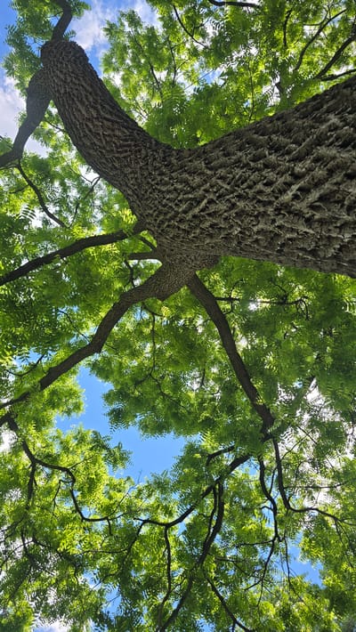 This is a low-angle, wide shot of a large tree with textured, grey bark and bright green leaves against a clear blue sky with some white clouds. The tree trunk curves upwards, and its branches spread out, filling the frame. The perspective is from directly underneath the tree, looking up. The scene is likely in a park or a residential area within the city of Oakville, Canada, given the presence of mature trees and the bright, open sky. There are no people or animals visible in the image.